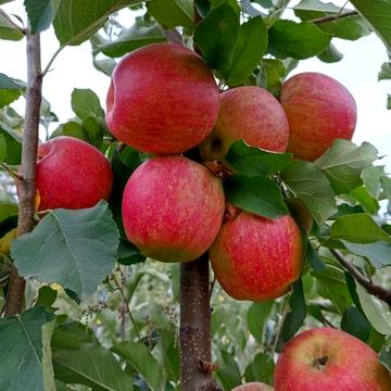 Продам приватний будинок