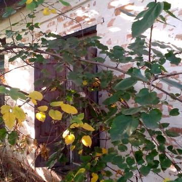 Продам дом в  в  центре села. Хорошее уютное место. Много земли.