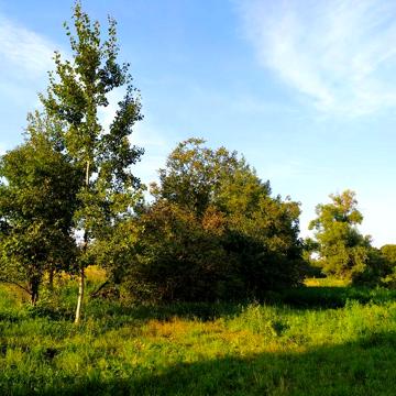 Будинок дачу з земельною ділянкою біля Гощі