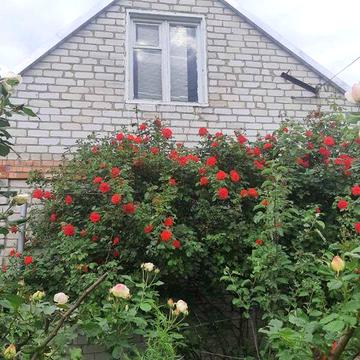 Продам дачу с.Лесничество, рядом с.Каневское.