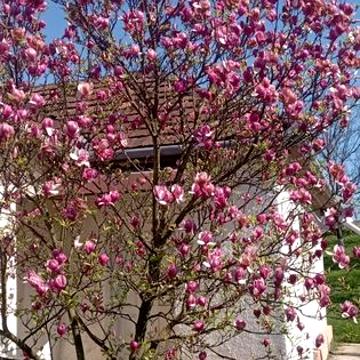 Продаємо будинок в Сваляві Закарпатської області