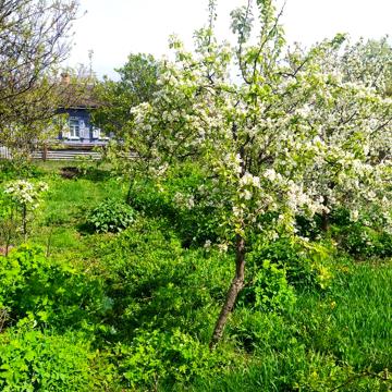 Продам півбудинку в Конотопі