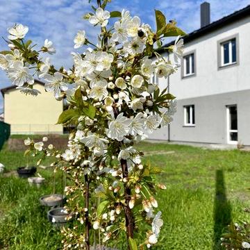 Купить квартиру или Таунхаус