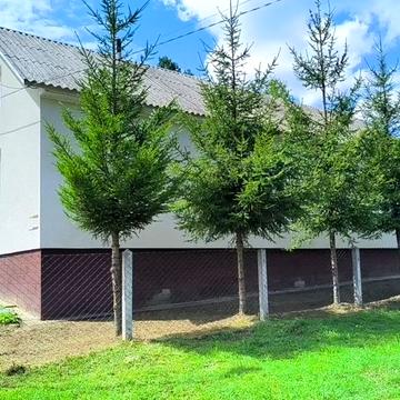 Продам будинок у Карпатах