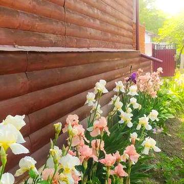 Буюинок в центрі міста