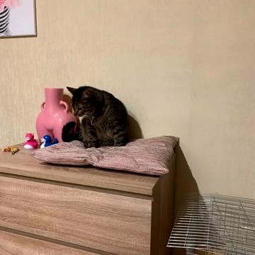 Продаж 1к Квартира вул. Володимира Великого