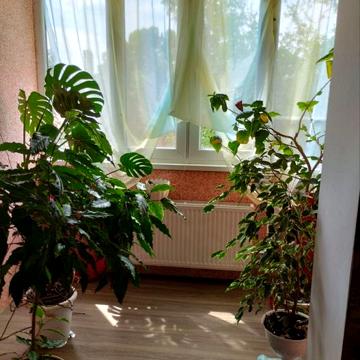 Трикімнатна квартира біля міської лікарні