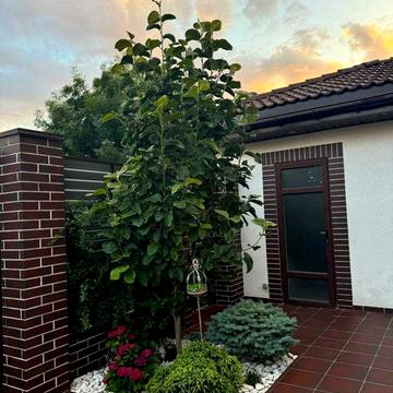 Предлагается к продаже дом в Совиньоне (Люстдорф).