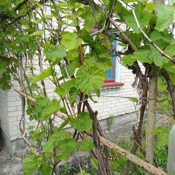 Продам дачу(приватизована) ,дачний масив Прикородонник,Західний Буг