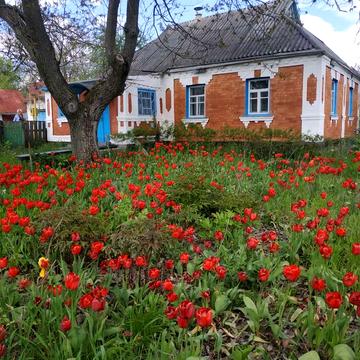 Продається будинок с. Тарасівка Звенигородський р-н