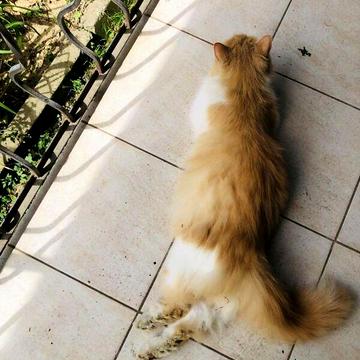 Продаж 2к Квартира Вузька вулиця