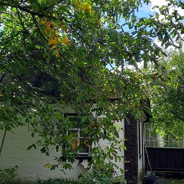 Терміновий продаж будинка в с. Липки