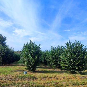 Продам будинок  з земельною ділянкою