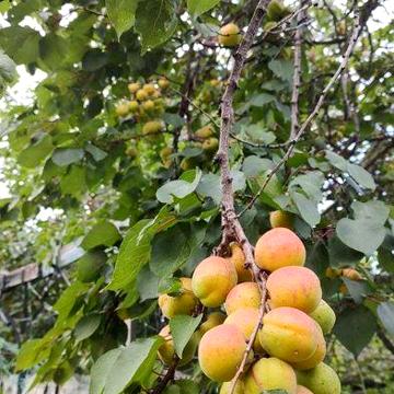 Продам дачу в Камянском  (Баглей, Верхні сади)