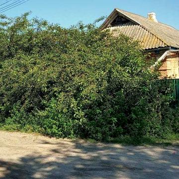 Продаж 1 поверхового будинку з ділянкою на 15 соток, 58 кв. м