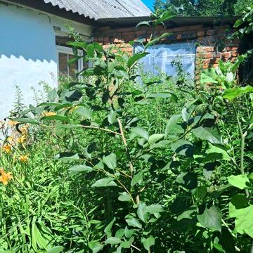 Продам земельну ділянку в центрі з будинком (можна під забудову)