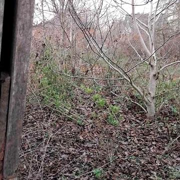 ДАЧА                                    _