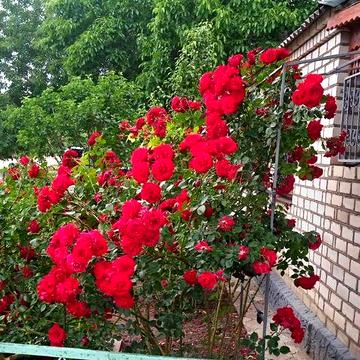 Будинок з меблями