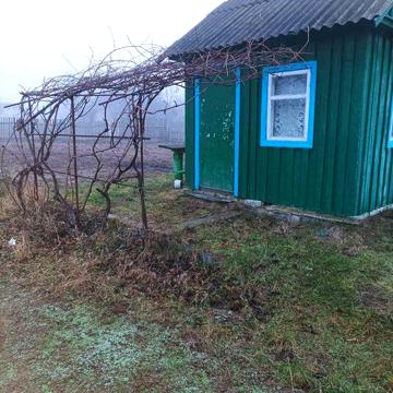 Подається дача в кооперативі "Ялинка"