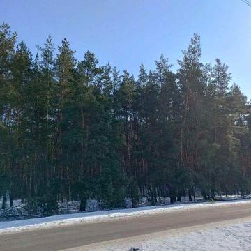 Продам будинок біля соснового лісу с. Чемужівка