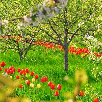 Дача біля лісу і води с.Хотянівка поруч Вишгород