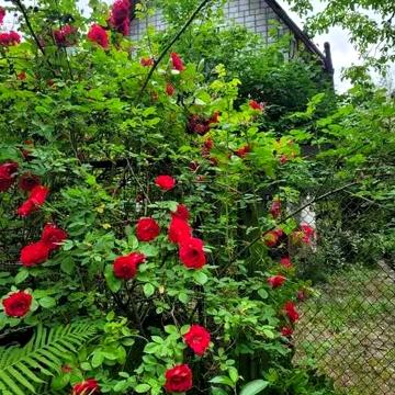 Продам дачу СТ Лісова Полянас.Таценки.Гараж,теплиця, літній душ,сад