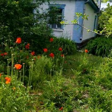 Полтавська область Оржицький район село Чевельча