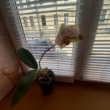 Братів Міхновських вул. (), 28