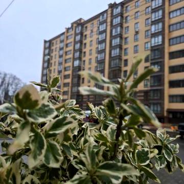Масани | Лісовий-2 |Топ ціна | 70м² | 3 поверх | Неймоівне планування ЖК Лісовий