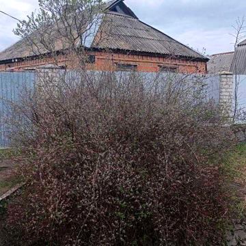 Продам будинок в Світловодську(район Табурище) під дачу