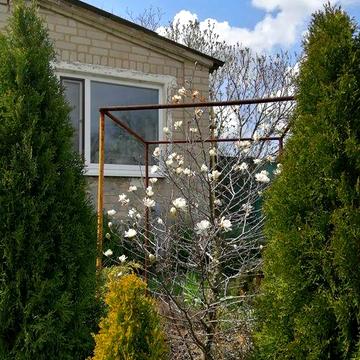 Дім на пагорбі з туями