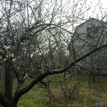 Дача на молочной улице( Между Космосом и Шевчиком))