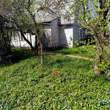 Дача. с.Ровжи. Вишгородський р-он. СТ-Патріот діл. 10 сот.
