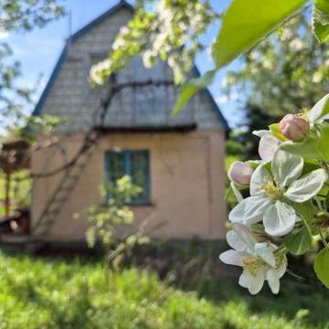 Продаж дачного будинку.  Шкарівка  4 км від Білої Церкви