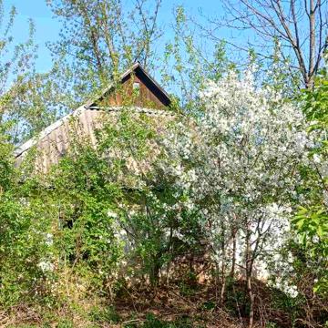 Продається старий будинок на ділянці 25 соток під забудову, власник
