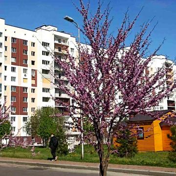 1-к 40м2. Здан! ЖК Сади Вишневі, Соф. Борщагвіка, Вишневе. ЖК Сади Вишневі