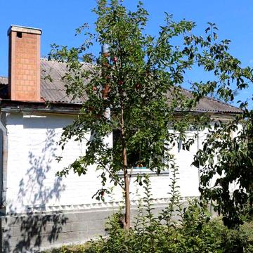 Продам два житлових будинки з великими ділянками які розташовані поряд