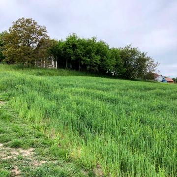 Господарство у с. Верхні Станівці.