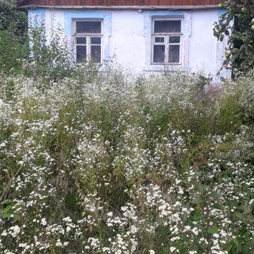 Здам окремий будинок 53кв.м.Сарай,погріб.м.Гнівань.