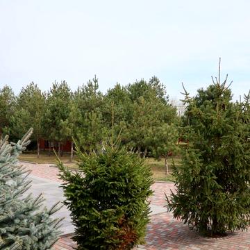 Продаж ДАЧІ, дачних будинків в садовому товаристві "Івушка"