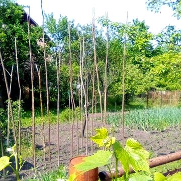 Продам дачний будинок в садовому т-ві Світанок (р-н Спортивної)