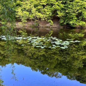 Хутор Ясный продажа дома, Ходосовка, Лесники
