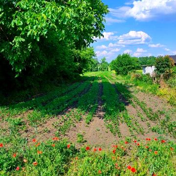 Продам будинок в с.Вільшанка неподалік міста Христинівка