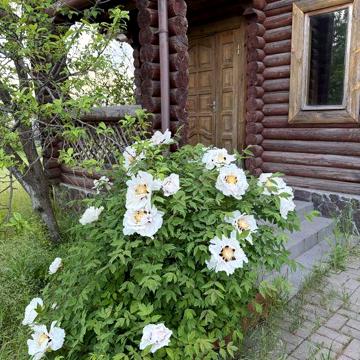 Предлагается к продаже дом-дача в Нерубайском
