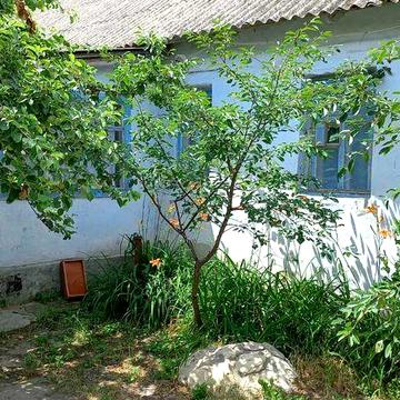 Продается Пол дома с.Шостакове