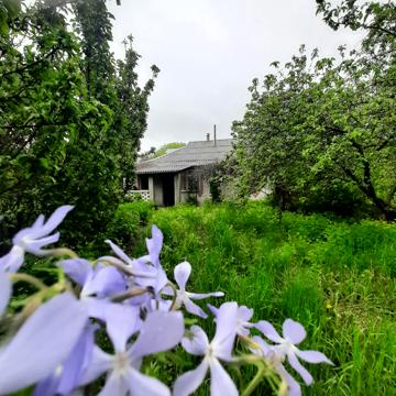 Центальна