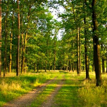 Земельна ділянка та житловий будинок біля лісу