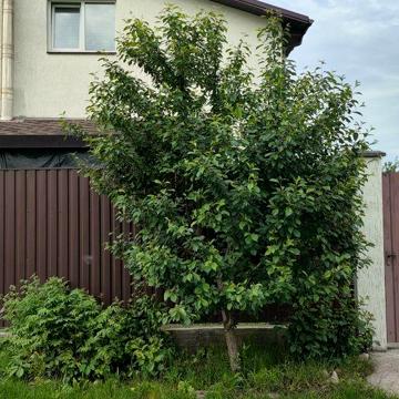 Здам в оренду будинок на літній період с.Хотянівка