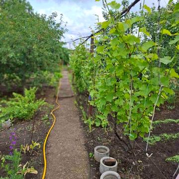 Продам дачу в Светлом