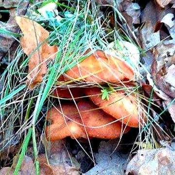 Літній будиночок для відпочинку на лоні природи.В с.Осикове.Київ 30км.